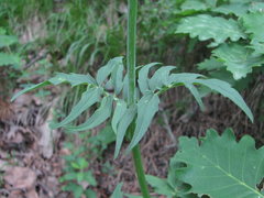 Valeriana cardamines