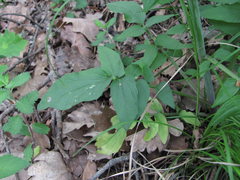 Valeriana cardamines