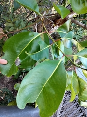 Syzygium suborbiculare