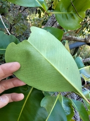 Syzygium suborbiculare