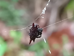 Gasteracantha mengei