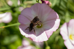 Halictus