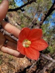 Brachychiton megaphyllus