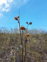 Asteraceae