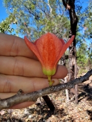Brachychiton megaphyllus
