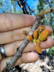 Brachychiton megaphyllus