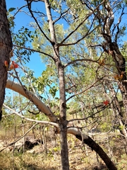 Brachychiton megaphyllus