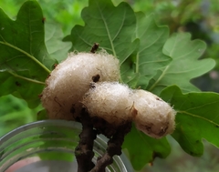 Andricus quercusramuli