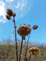 Asteraceae