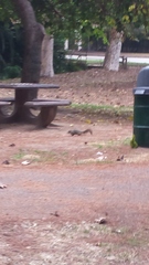 Sciurus niger