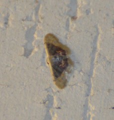 Idaea scintillularia