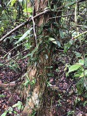 Rhaphidophora hongkongensis