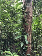 Rhaphidophora hongkongensis