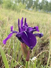 Iris laevigata