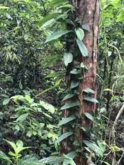 Rhaphidophora hongkongensis