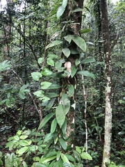 Rhaphidophora hongkongensis