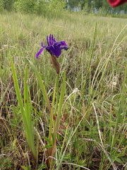 Iris laevigata