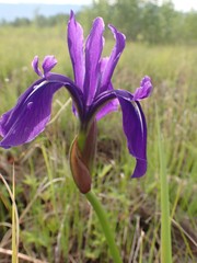 Iris laevigata