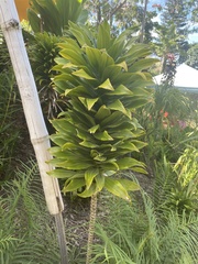 Dracaena fragrans compacta