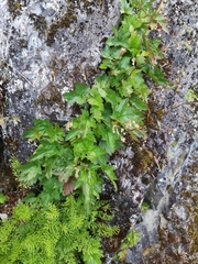 Heuchera glabra