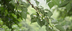 Styrax japonicus