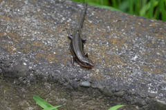 Plestiodon finitimus