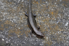 Plestiodon finitimus