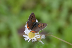 Lycaena phlaeas daimio