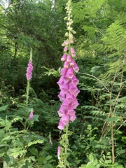 Digitalis purpurea