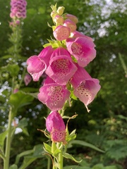 Digitalis purpurea