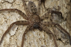 Heteropoda renibulbis