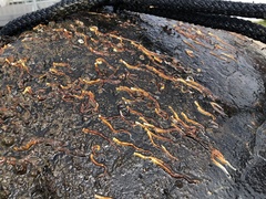 Ficopomatus enigmaticus