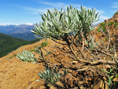 Tetradymia canescens