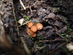 Scutellinia trechispora