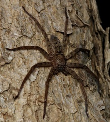 Heteropoda renibulbis