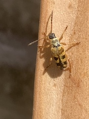 Xestoleptura
