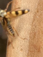Xestoleptura
