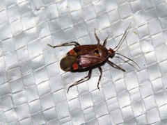 Deraeocoris brachialis