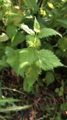 Lamium album