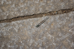 Pseudocopera annulata