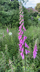 Digitalis purpurea
