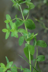 Hypericum tetrapterum