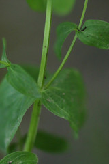 Hypericum tetrapterum