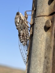 Cicada cretensis