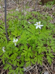Anemonoides amurensis