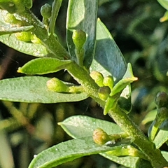 Philotheca buxifolia