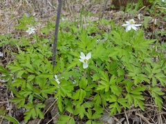 Anemonoides amurensis