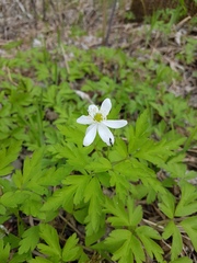 Anemonoides amurensis