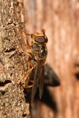 Ferdinandea ruficornis