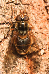 Ferdinandea ruficornis